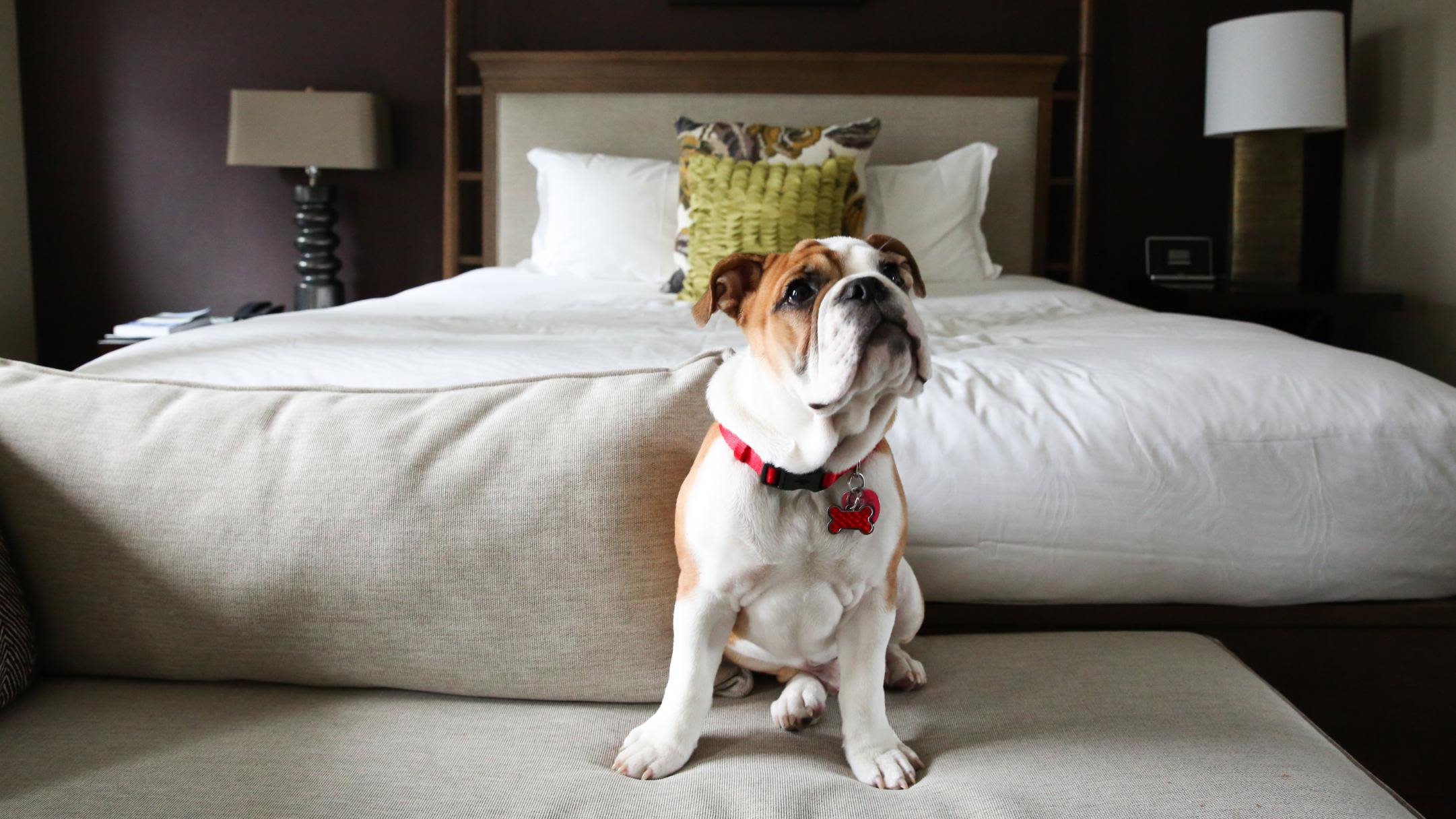 The Different Types of Pet-Friendly Hotels