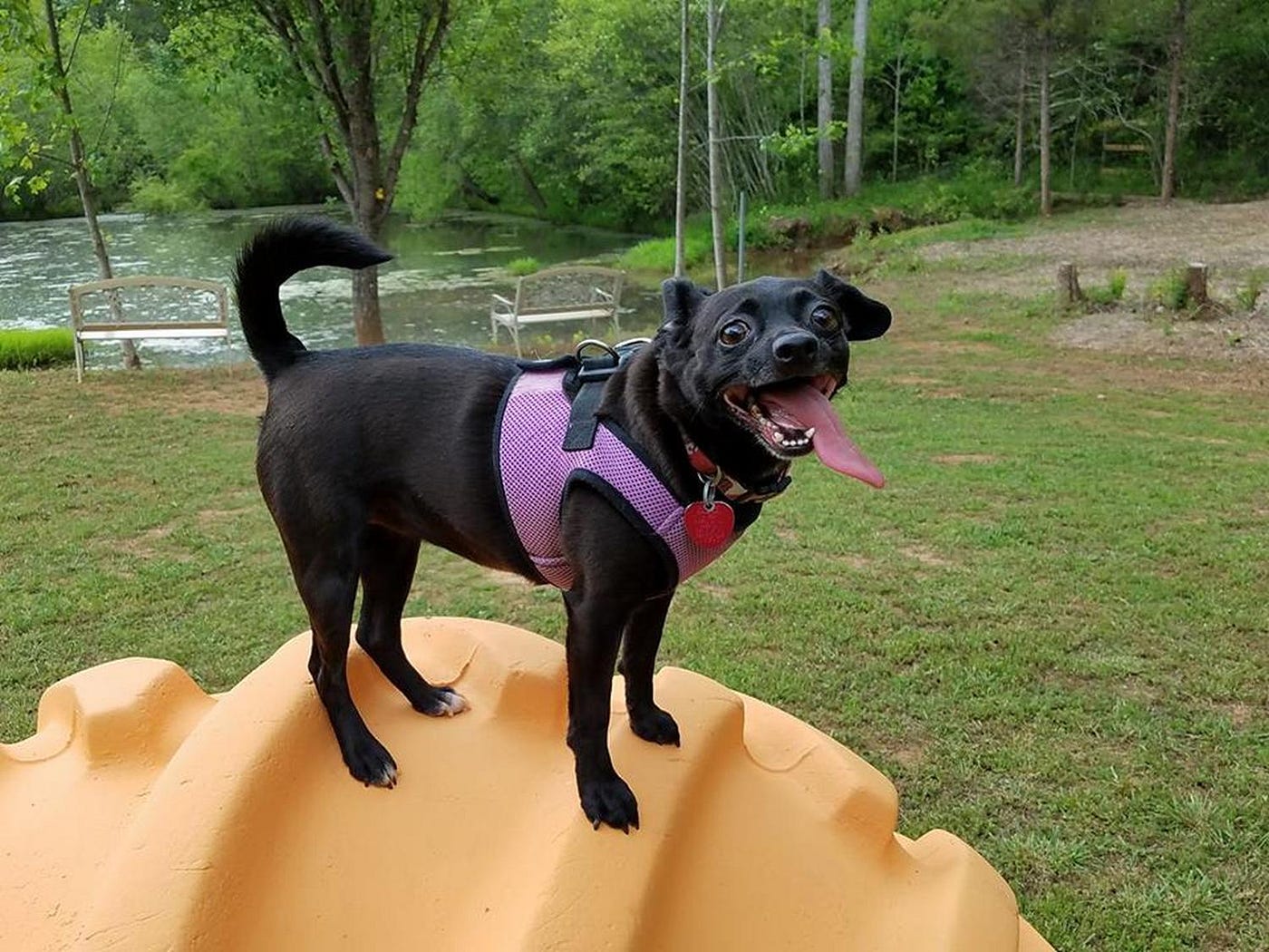 A joyful black dog with a shiny coat and a pink harness standing on a yellow playground sculpture in a park, with a river and trees in the background.