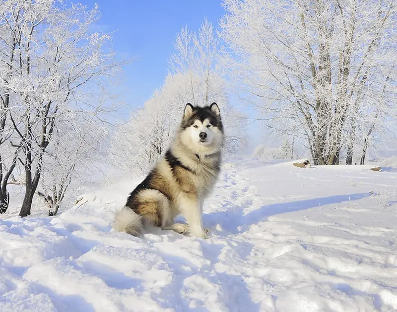 A majestic Alaskan Malamute sitting in a snowy landscape with frost-covered trees in the background.