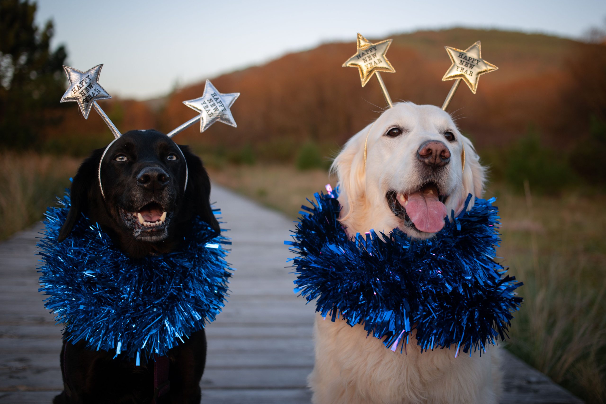 The Top 9 New Year’s Resolutions For Your Pet in 2023