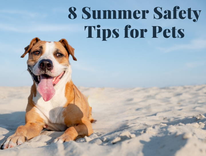 8 Dog Summer Safety Tips