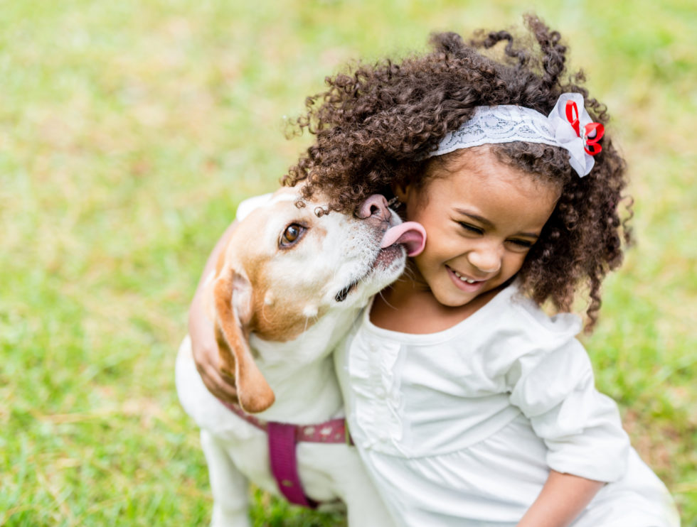 A joyful young girl with curly hair being affectionately licked by her beagle dog in a grassy field.