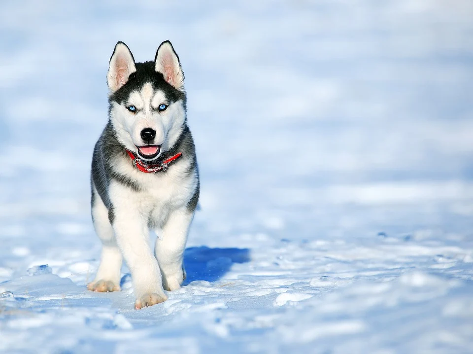 13 Snow Dog Breeds Made for the Cold Weather