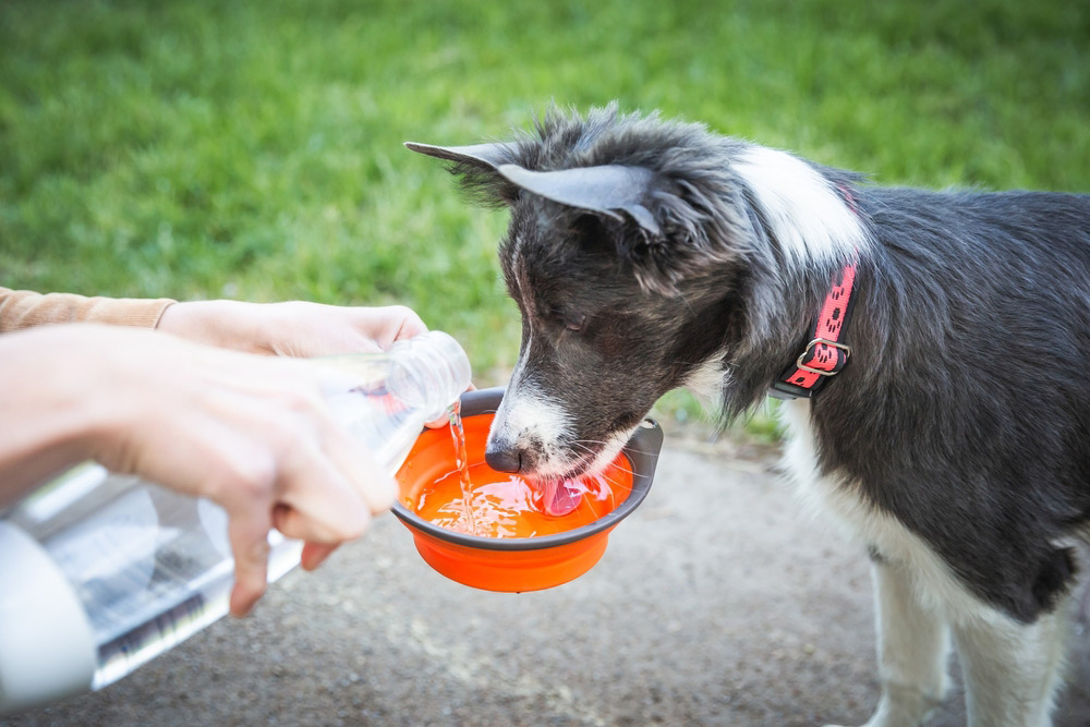 A dog drinking water from an orange collapsible bowl held by a person pouring water from a bottle.