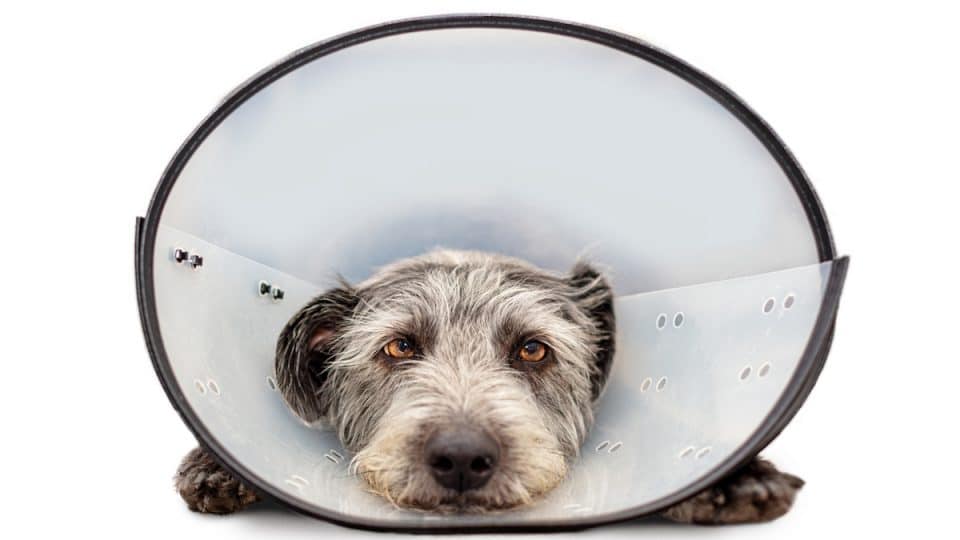 Cone of Shame: When Your Dog Needs It—and Some Alternatives