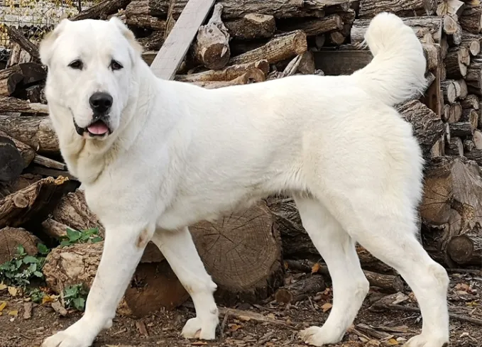 15 Russian Dog Breeds
